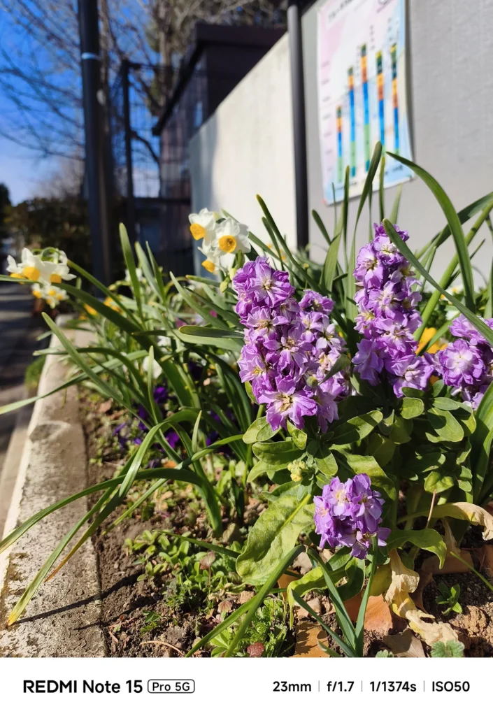 Redmi Note 15 Pro 5G メインカメラ作例。23mm f/1.7で捉えた色鮮やかなストックとスイセンの花。自然な背景ボケと高い解像感。