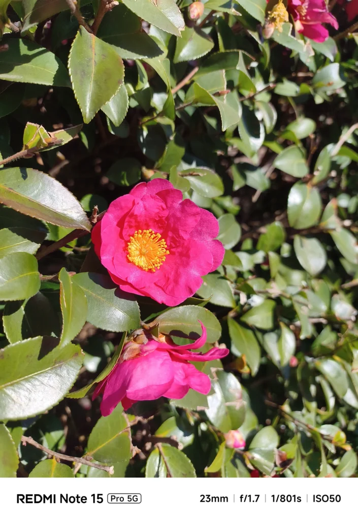 Redmi Note 15 Pro 5Gによるピンクのサザンカの接写。23mmの標準画角を活かし、花びらと雄しべの細部までシャープに描写。