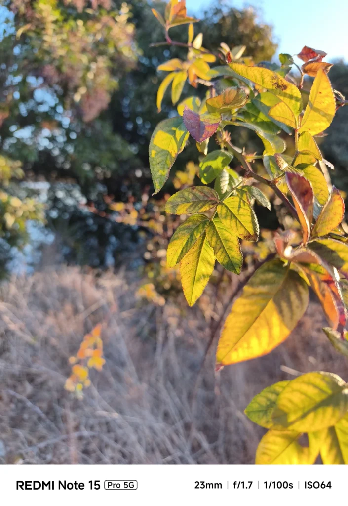 Redmi Note 15 Pro 5G メインカメラ作例。23mm f/1.7で捉えた逆光に透ける黄色い葉の質感と、自然な背景ボケの描写。