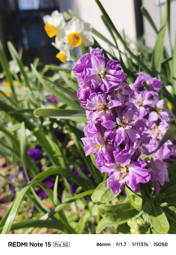 Redmi Note 15 Pro 5G で撮影した紫色のストック。46mmの画角を活かしたポートレート風の植物写真。