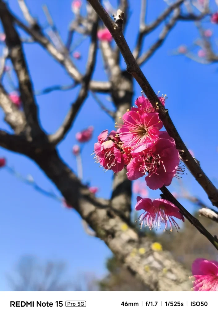 青空を背景に美しく咲くピンク色の梅の花(ウメ)のクローズアップ写真。Redmi Note 15 Pro 5Gで撮影。