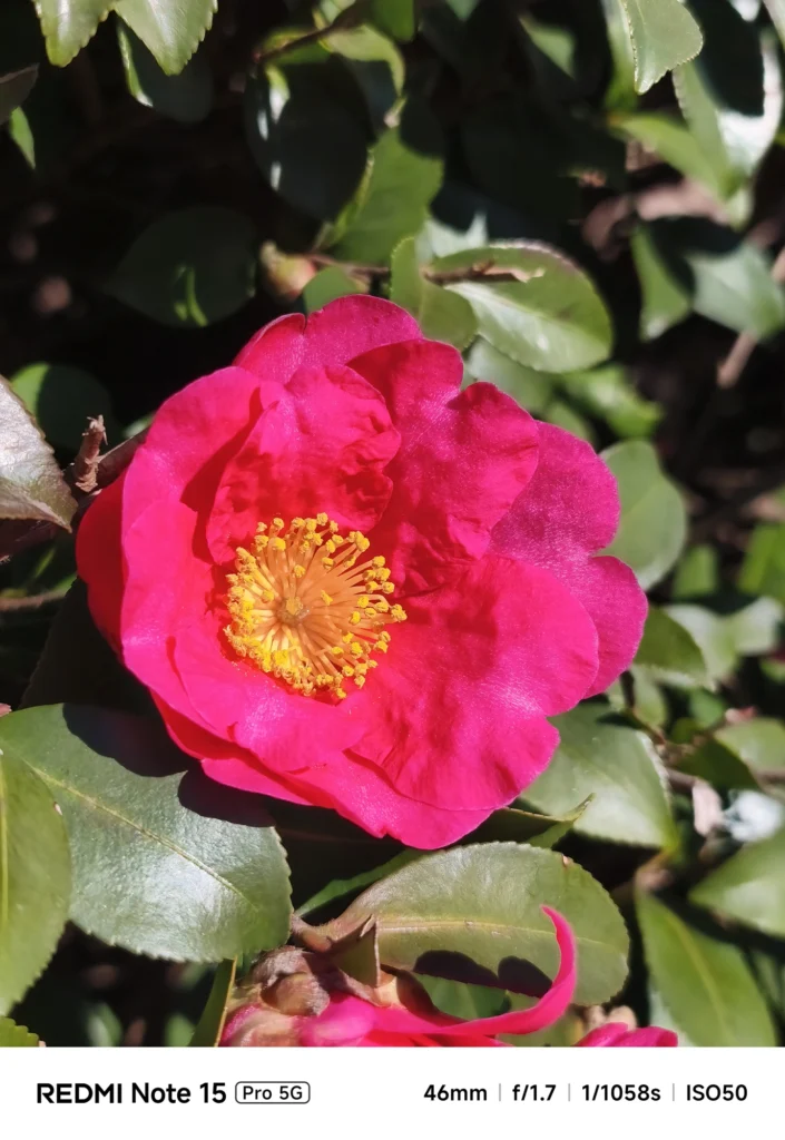 鮮やかな赤色のサザンカ(山茶花)の花。黄色い雄しべが際立つ真上からのショット。Redmi Note 15 Pro 5Gで撮影。