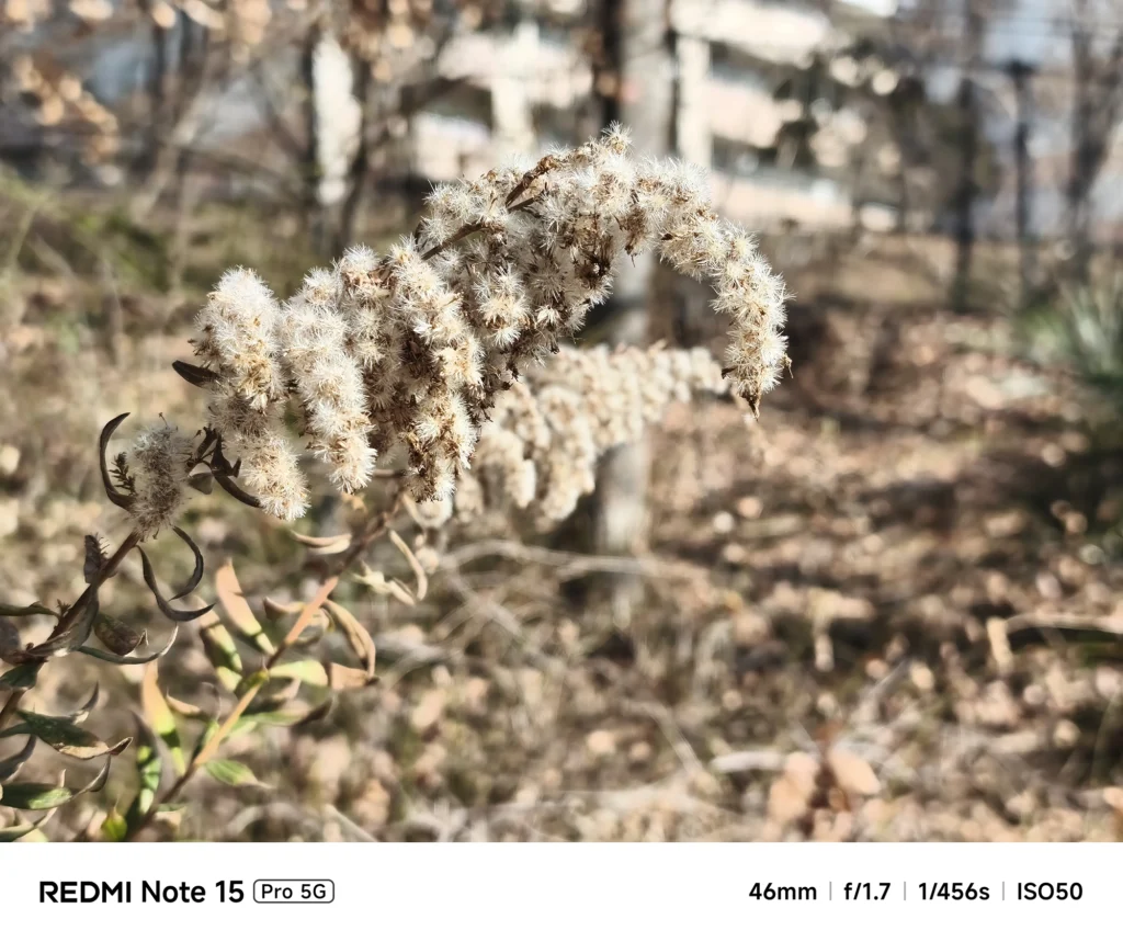 冬の公園に咲くセイタカアワダチソウの綿毛。柔らかい午後の光に照らされた様子。Redmi Note 15 Pro 5Gで撮影。