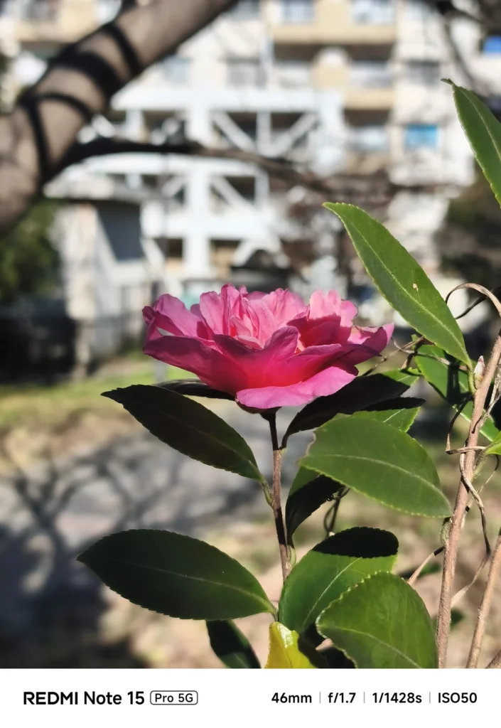 街並みを背景に、横向きに咲くピンク色の椿(ツバキ)と深い緑の葉。Redmi Note 15 Pro 5Gで撮影。