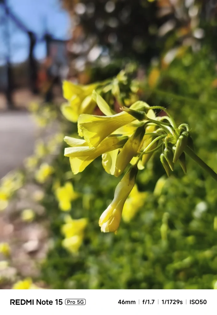 Redmi Note 15 Pro 5G 2倍ズームによる花の接写。46mm f/1.7のレンズが作り出す自然な背景ボケと黄色い花びらの質感。