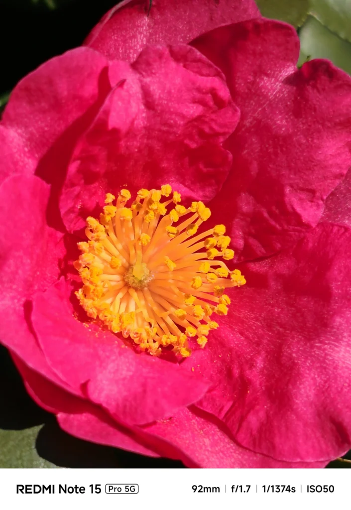 鮮やかな赤色のサザンカ(山茶花)の中心部。黄色い雄しべの繊細なディテール。Redmi Note 15 Pro 5G(92mm)で撮影。