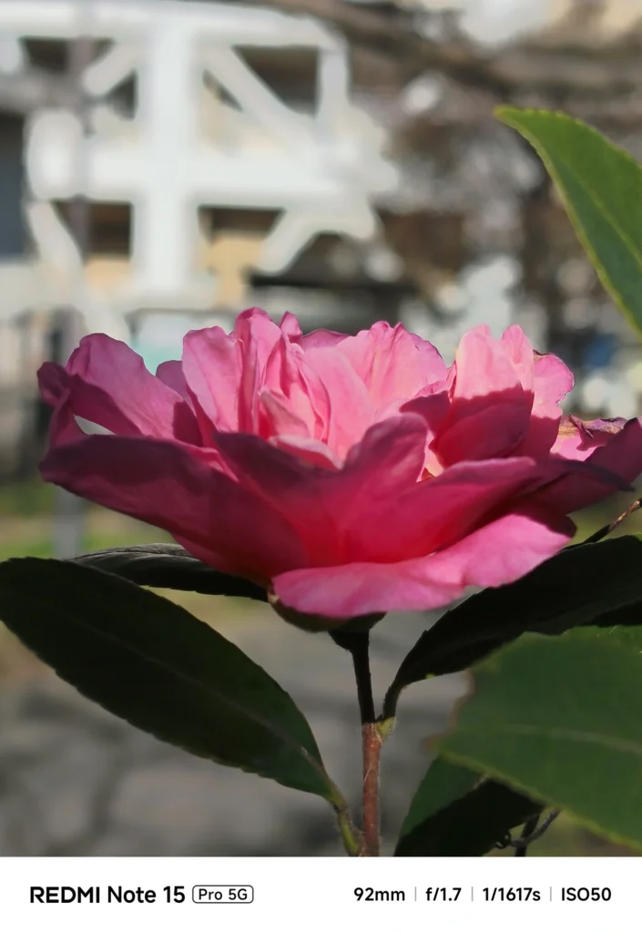 背景を柔らかくぼかし、一輪のピンク色の椿(ツバキ)を横から捉えたポートレート風ショット。Redmi Note 15 Pro 5G(92mm)で撮影。