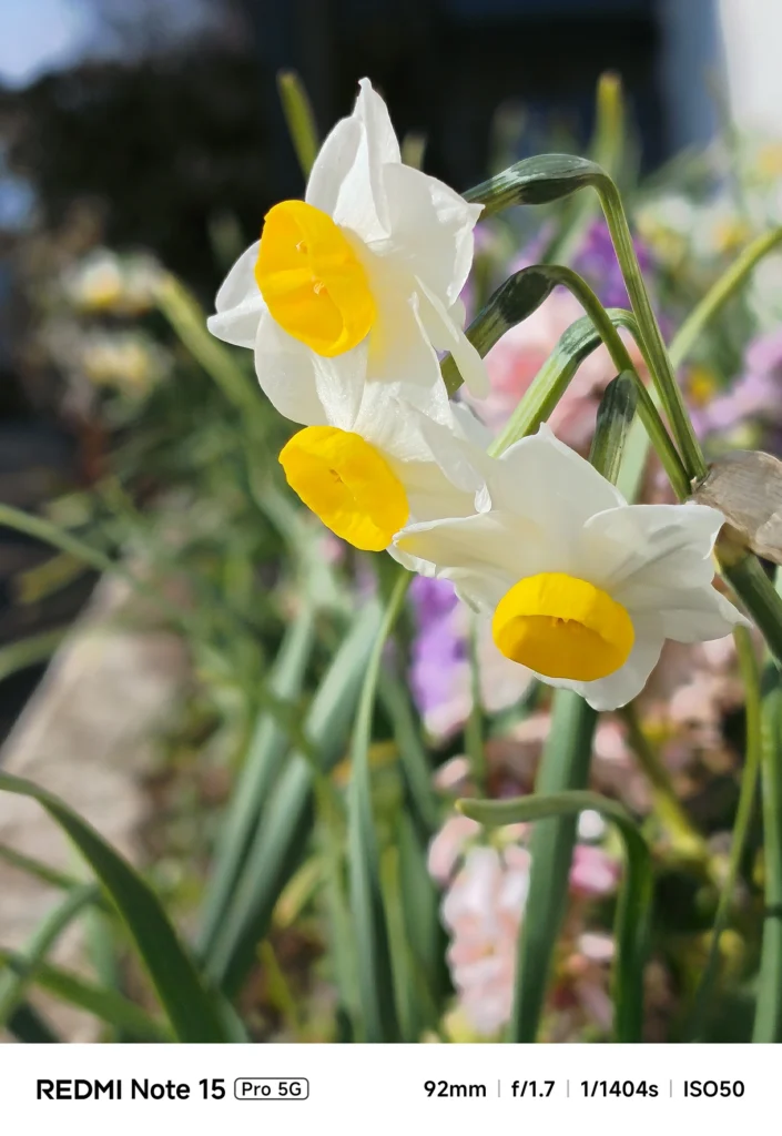 日差しを浴びて咲く白い日本水仙(ニホンスイセン)の花。質感まで捉えた接写。Redmi Note 15 Pro 5G(92mm)で撮影。