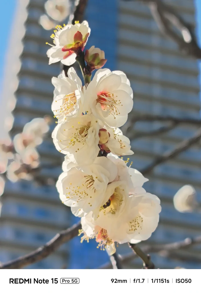 青空とビルを背景に、縦に連なって咲く白い梅の花。望遠ズームによる美しい玉ボケ。Redmi Note 15 Pro 5G(92mm)で撮影。