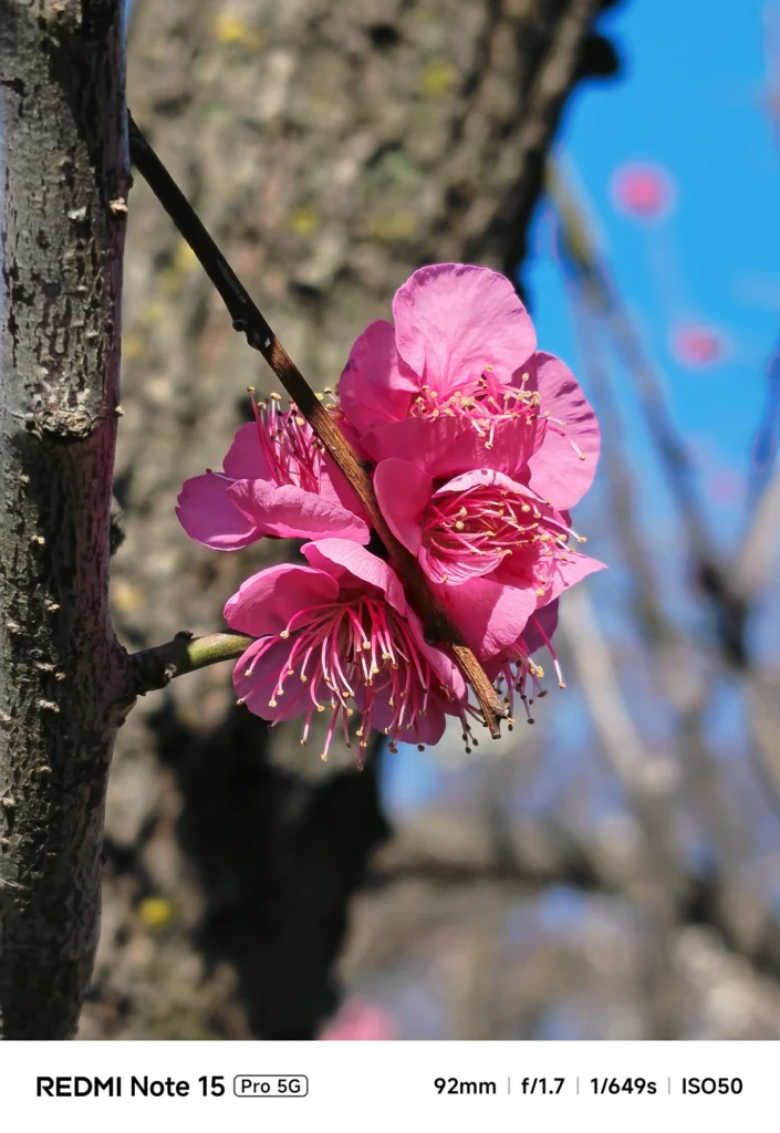 樹皮を背景に、枝に密集して咲く濃いピンク色の紅梅。ディテールが際立つクローズアップ。Redmi Note 15 Pro 5G(92mm)で撮影。