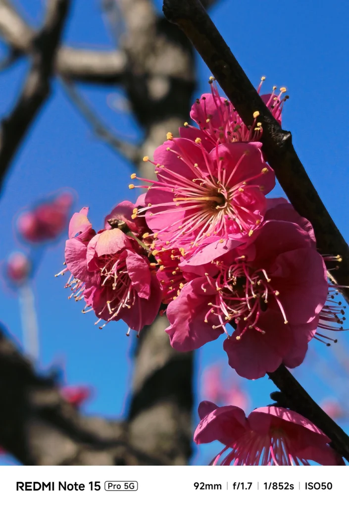 澄んだ青空を背に咲き誇る濃いピンク色の梅の花。雄しべの先まで鮮明な描写。Redmi Note 15 Pro 5G(92mm)で撮影。