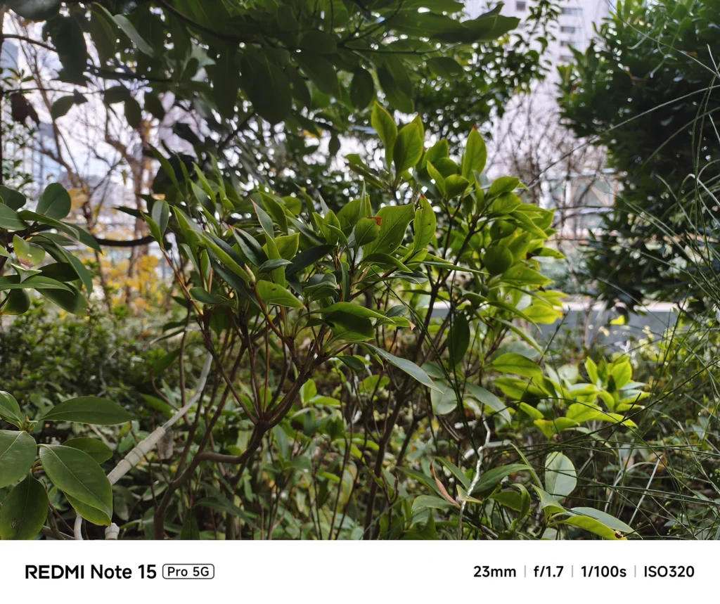 edmi Note 15 Pro 5G メインカメラによる植物の近接撮影。23mm f/1.7、ISO 320で捉えた葉のディテールと自然なボケ味。