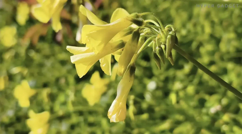 揺れる黄色の花にフォーカスを合わせた接写動画のワンシーン。Redmi Note 15 Pro 5Gで撮影。