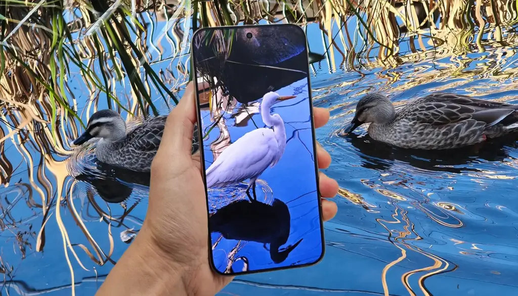 Xiaomi 15T Proのペリスコープ5倍望遠で撮影した白サギの作例を画面表示した手持ち写真、背景に水面を泳ぐカモ2羽と反射模様