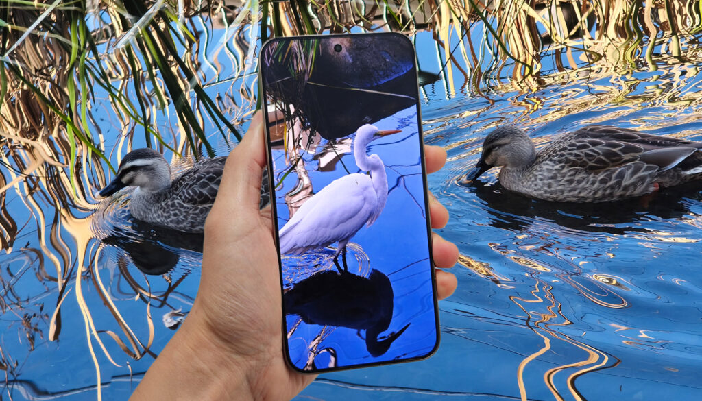 Xiaomi 15T Proのペリスコープ5倍望遠で撮影した白サギの作例を画面表示した手持ち写真、背景に水面を泳ぐカモ2羽と反射模様