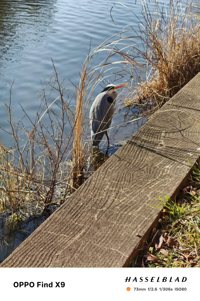 端末名：Find X9／カメラ：望遠／焦点距離：73mm相当／内容：水辺の浅瀬に立つアオサギを、枯れ草と波紋の水面を背景に捉えた昼の野鳥シーン