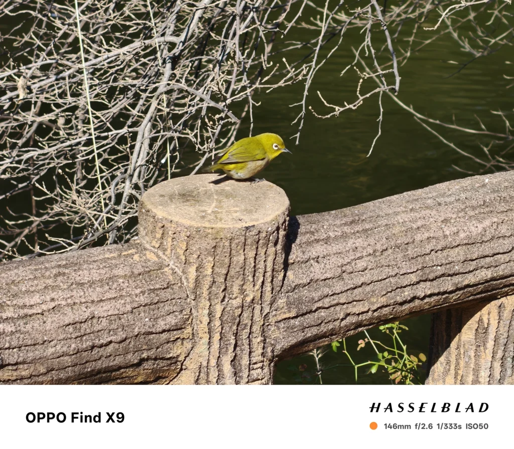 端末名：Find X9／カメラ：望遠／焦点距離：146mm相当／内容：石柵の柱にとまる小鳥を望遠で引き寄せ、背景の枝を圧縮して密度感を出した日中の野鳥撮影