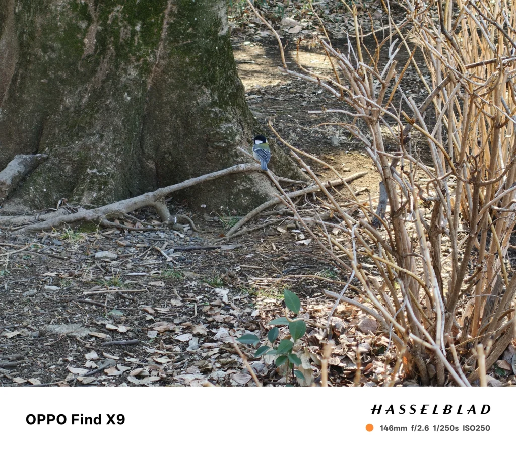 端末名：Find X9／カメラ：望遠／焦点距離：146mm相当／内容：大木の根元付近にとまる小鳥を望遠で引き寄せ、周囲の枝葉を圧縮して写した日中の遠景スナップ