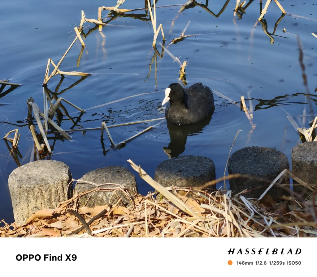 端末名：Find X9／カメラ：望遠／焦点距離：146mm相当／内容：水面に浮かぶ黒い水鳥を望遠で引き寄せ、圧縮効果で枯れ茎と波紋を重ねた日中の水辺描写