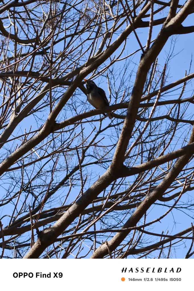 端末名：Find X9／カメラ：望遠／焦点距離：146mm相当／内容：青空を背景に枝にとまる小鳥を望遠で引き寄せ、圧縮効果で枝の重なりを強調した日中の遠景撮影
