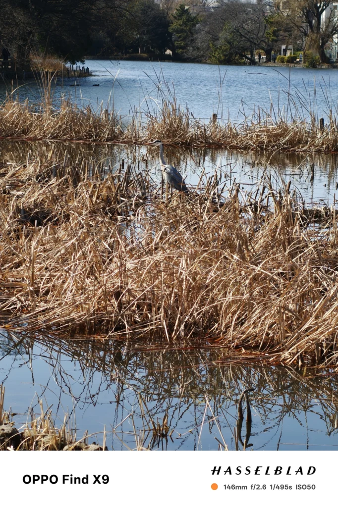 端末名：Find X9／カメラ：望遠／焦点距離：146mm相当／内容：湿地の枯れ葦の奥に立つ大型の水鳥を望遠で引き寄せ、圧縮効果で水面と草むらを重ねた日中の遠景描写