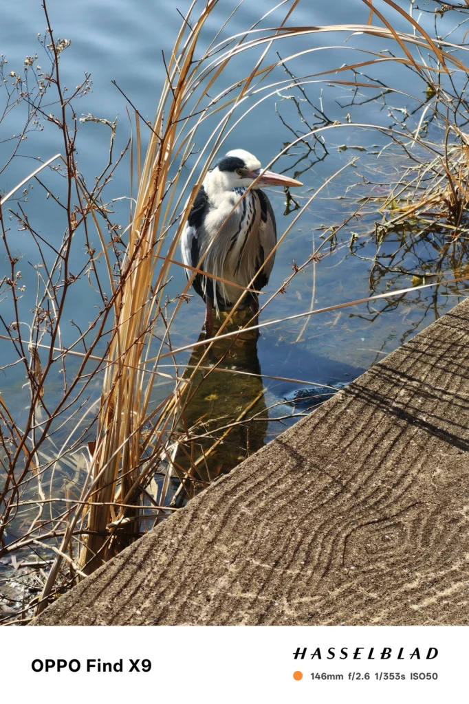端末名：Find X9／カメラ：望遠／焦点距離：146mm相当／内容：水辺に立つアオサギを望遠で引き寄せ、圧縮効果で枯れ草と水面を重ねた日中の野鳥スナップ