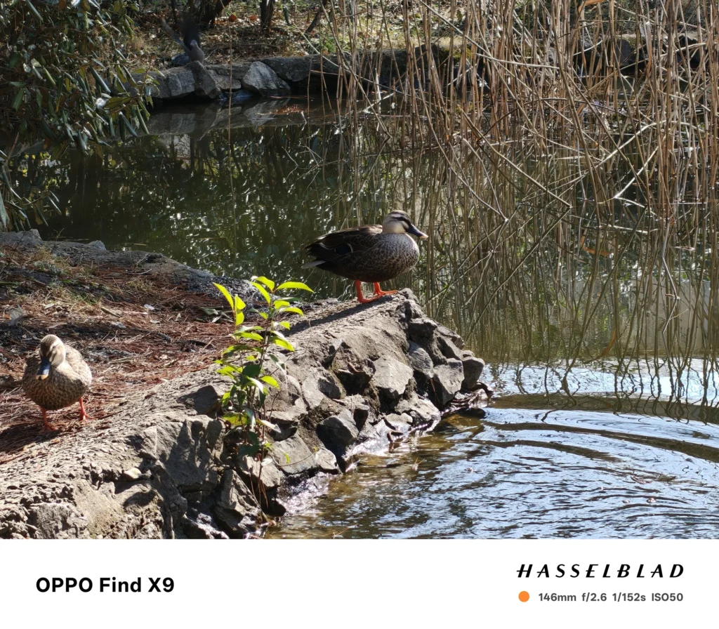 端末名：Find X9／カメラ：望遠／焦点距離：146mm相当／内容：池の岩場に立つカモ2羽を望遠で引き寄せ、圧縮効果で葦と水面反射を重ねた日中の遠景描写