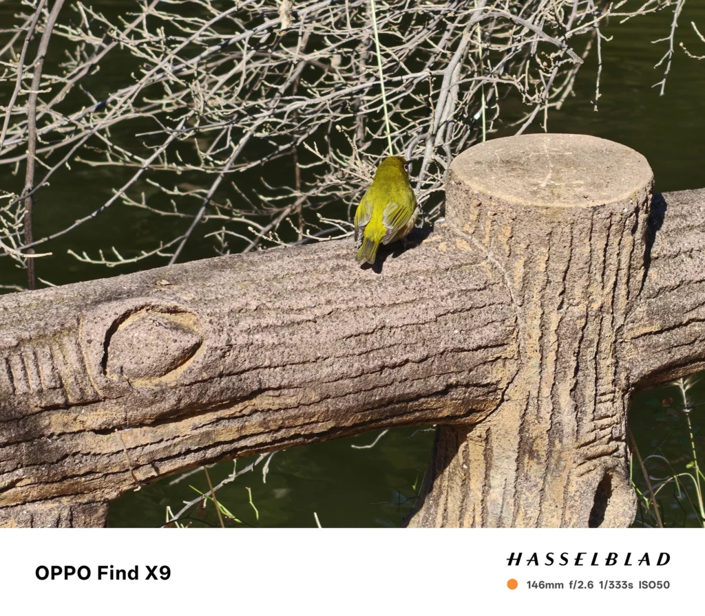 端末名：Find X9／カメラ：望遠／焦点距離：146mm相当／内容：石柵にとまる小鳥の背中側を望遠で引き寄せ、細い枝を圧縮して背景に重ねた日中の遠景描写