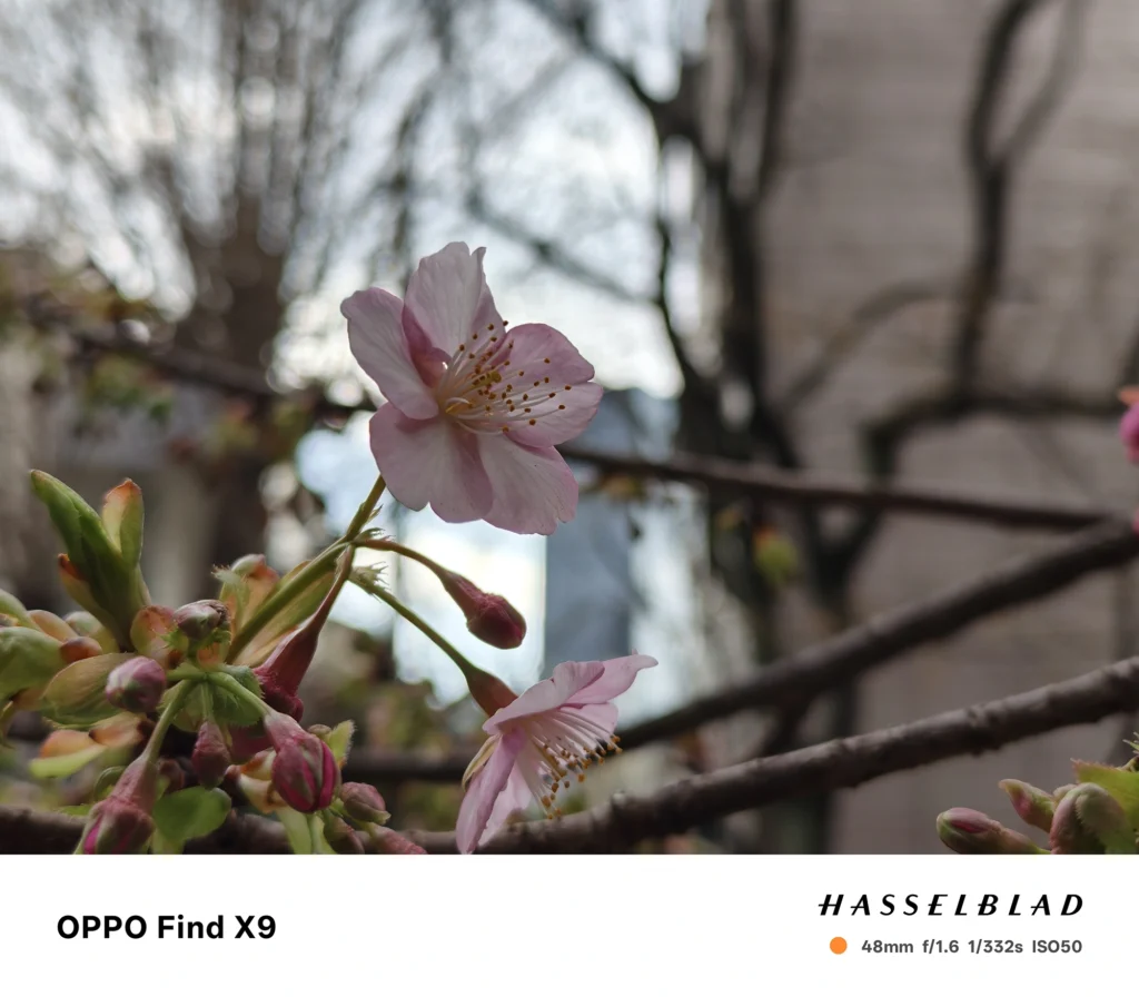 OPPO Find X9 メインカメラ2x（48mm）で撮影：淡いピンクの桜（または梅）の花と蕾、逆光ボケ背景