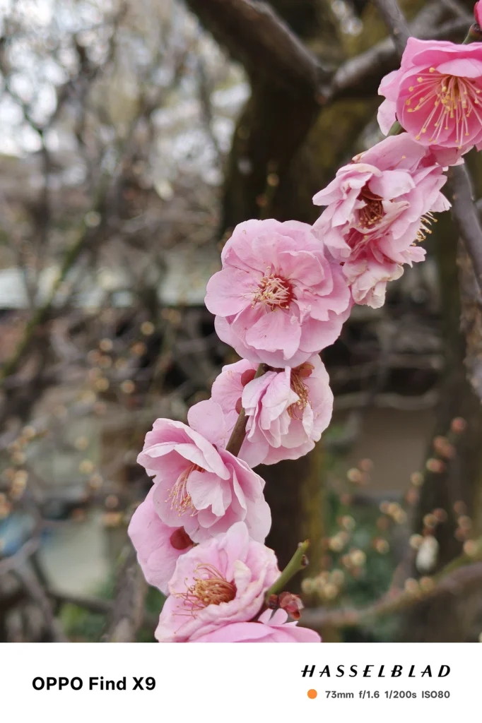 端末名：Find X9／カメラ：望遠／焦点距離：73mm相当／内容：ピンクの花が連なる枝を望遠で引き寄せて背景を圧縮、屋外の昼光で花弁の重なりと柔らかなボケを表現