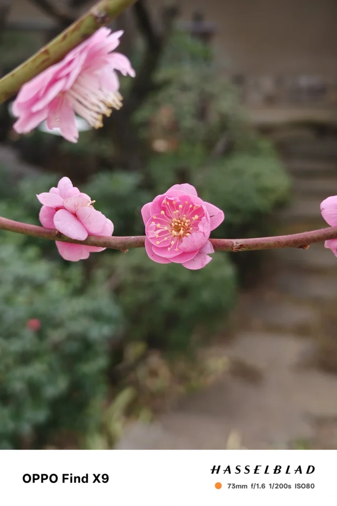 端末名：Find X9／カメラ：望遠／焦点距離：73mm相当／内容：ピンクの花2輪を望遠で引き寄せて背景を圧縮、屋外の自然光で花芯と花弁の立体感を落ち着いた調子で描く