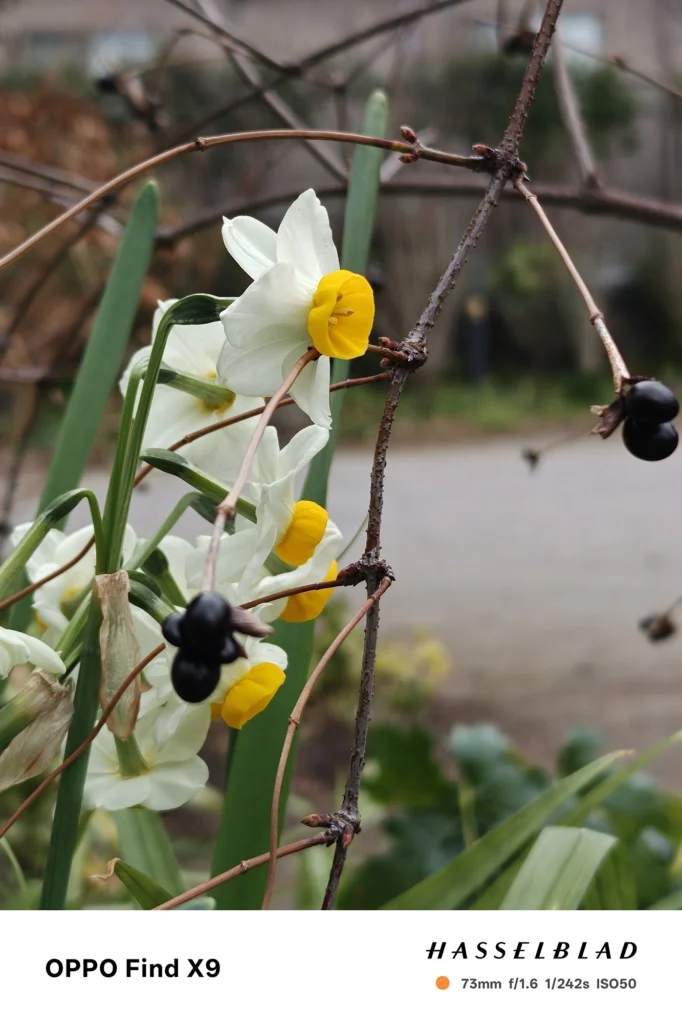 端末名：Find X9／カメラ：望遠／焦点距離：73mm相当／内容：水仙の白と黄の花を望遠で引き寄せて背景を圧縮し黒い実も同居、屋外の自然光で花弁の階調を丁寧に表現