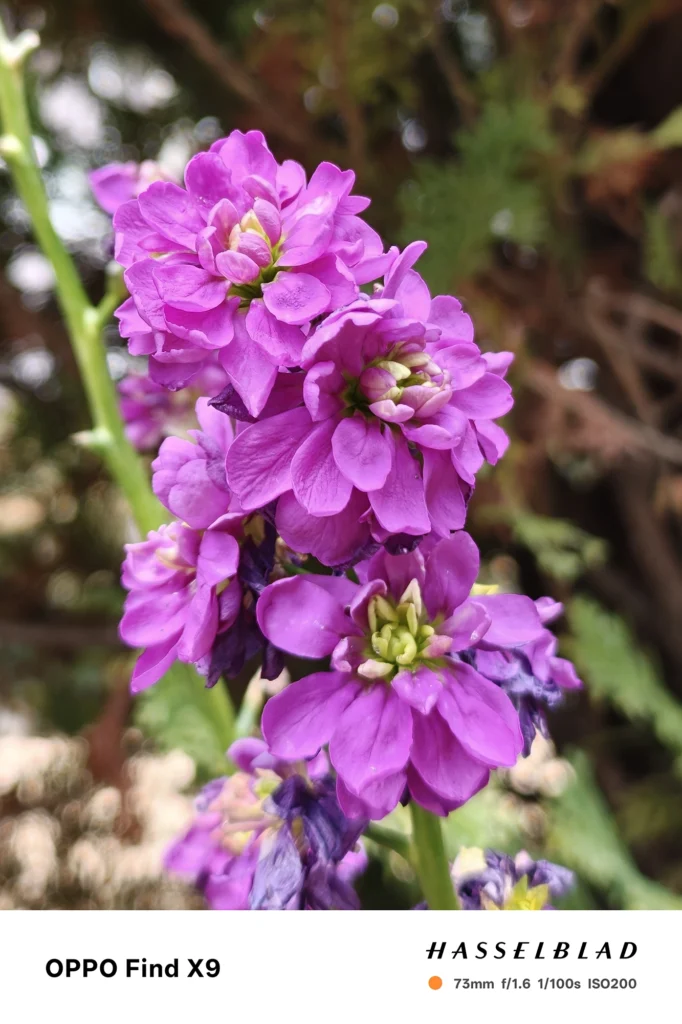 端末名：Find X9／カメラ：望遠／焦点距離：73mm相当／内容：紫色の花を望遠で大きく引き寄せて背景を圧縮、屋外の昼光で花弁の重なりと鮮やかな色を強調して描く