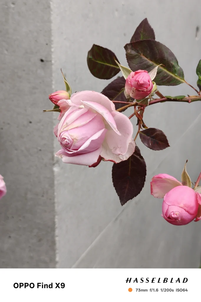 端末名：Find X9／カメラ：望遠／焦点距離：73mm相当／内容：淡いピンクのバラとつぼみを望遠で引き寄せて背景の壁を圧縮、屋外の昼光で花弁の階調と葉脈を自然に描写