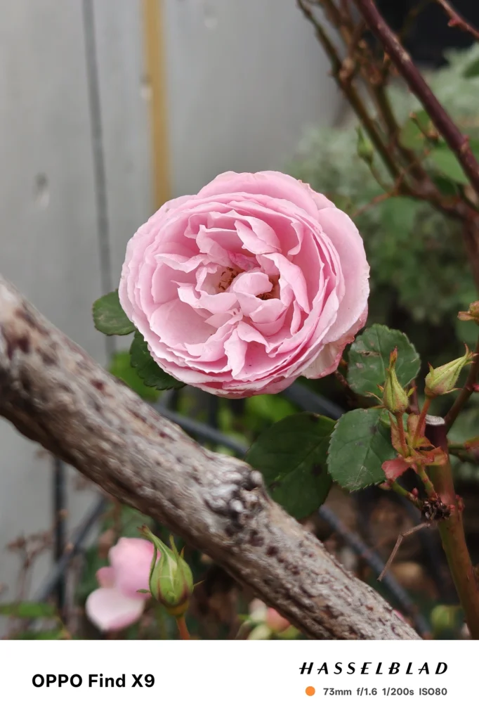 端末名：Find X9／カメラ：望遠／焦点距離：73mm相当／内容：ピンクのバラを望遠で大きく引き寄せて背景を圧縮、屋外の自然光で花弁の層と前景の枝の距離感を表現