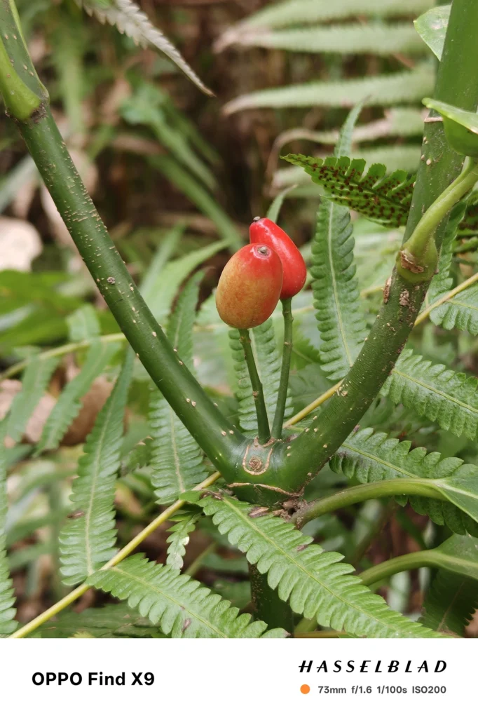 端末名：Find X9／カメラ：望遠／焦点距離：73mm相当／内容：赤い実とシダの葉を望遠で引き寄せて背景を圧縮、屋外の昼光で葉脈の細部と実の質感をくっきり捉える