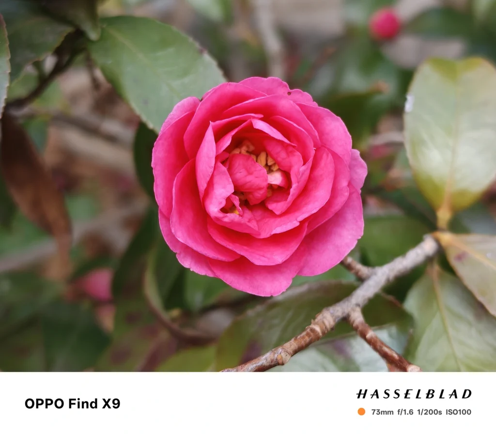 端末名：Find X9／カメラ：望遠／焦点距離：73mm相当／内容：赤い花を望遠で引き寄せて背景の葉を圧縮、屋外の自然光で花弁の立体感と鮮やかな色を強調して描写