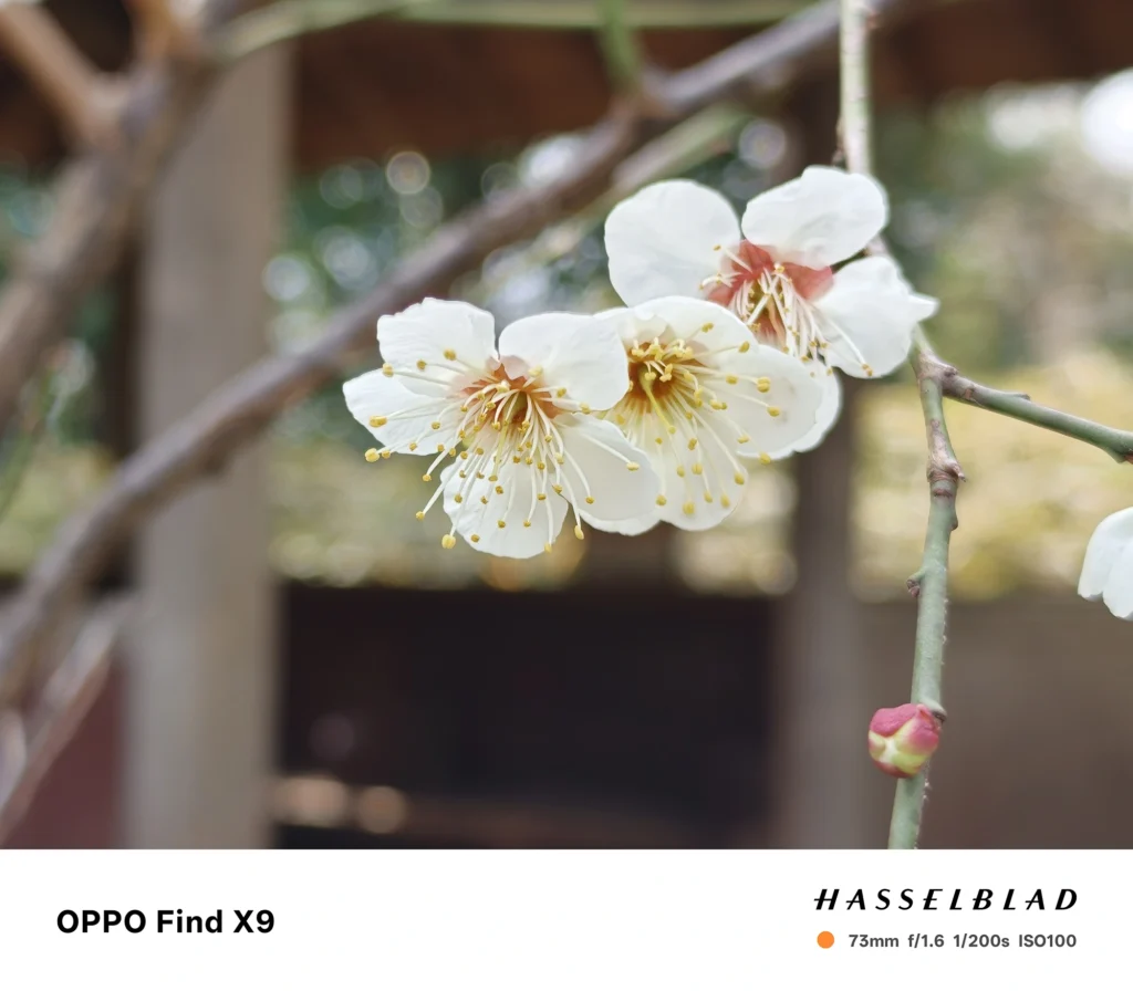 端末名：Find X9／カメラ：望遠／焦点距離：73mm相当／内容：白い花が並ぶ枝先を望遠で引き寄せて背景を圧縮、屋外の昼光で雄しべの細線と花弁の階調を丁寧に表現