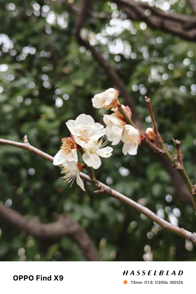 端末名：Find X9／カメラ：望遠／焦点距離：73mm相当／内容：白い花と枝を望遠で引き寄せて背景を圧縮し玉ボケを強調、屋外の昼光で花芯と枝の質感を描写