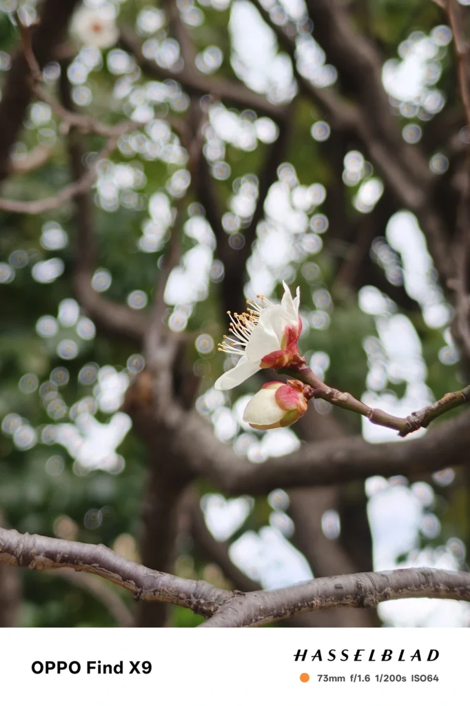 端末名：Find X9／カメラ：望遠／焦点距離：73mm相当／内容：白い花一輪を望遠で引き寄せて背景の樹木を圧縮、屋外の自然光で花弁と枝の立体感を表現
