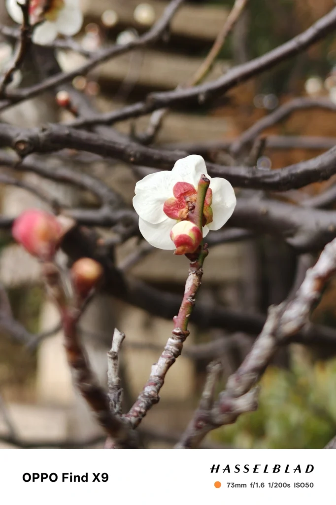 端末名：Find X9／カメラ：望遠／焦点距離：73mm相当／内容：白い花とつぼみを望遠で引き寄せて背景を圧縮し玉ボケを形成、屋外の昼光で花芯の細部を捉える