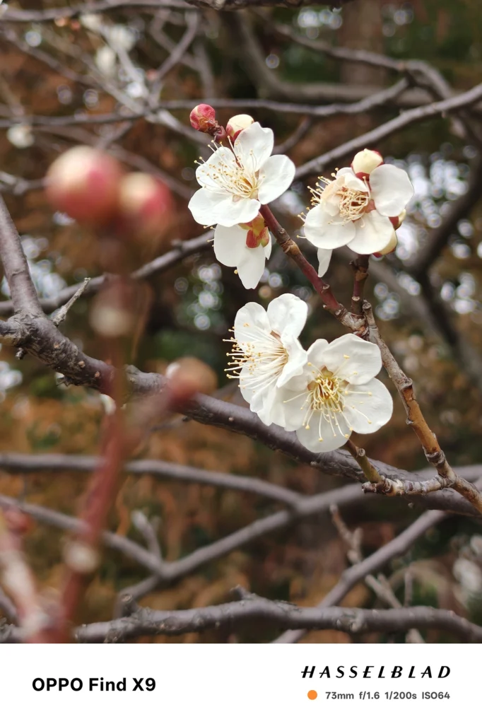 端末名：Find X9／カメラ：望遠／焦点距離：73mm相当／内容：白い花が複数付いた枝を望遠で引き寄せて背景を圧縮、屋外の自然光で花弁と枝の重なりを整理して描写