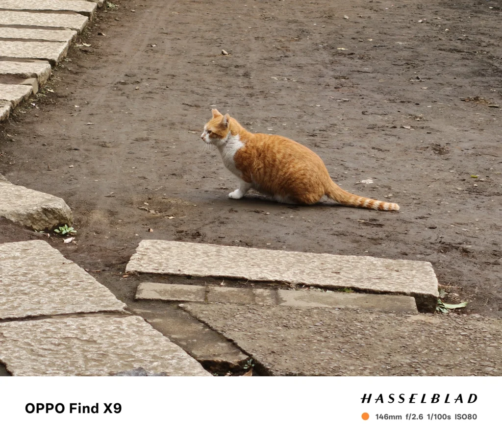 端末名：Find X9／カメラ：望遠／焦点距離：146mm相当／内容：土の広場に座る茶白の猫を望遠で引き寄せ、圧縮効果で石畳と地面の質感を整理した日中のスナップ