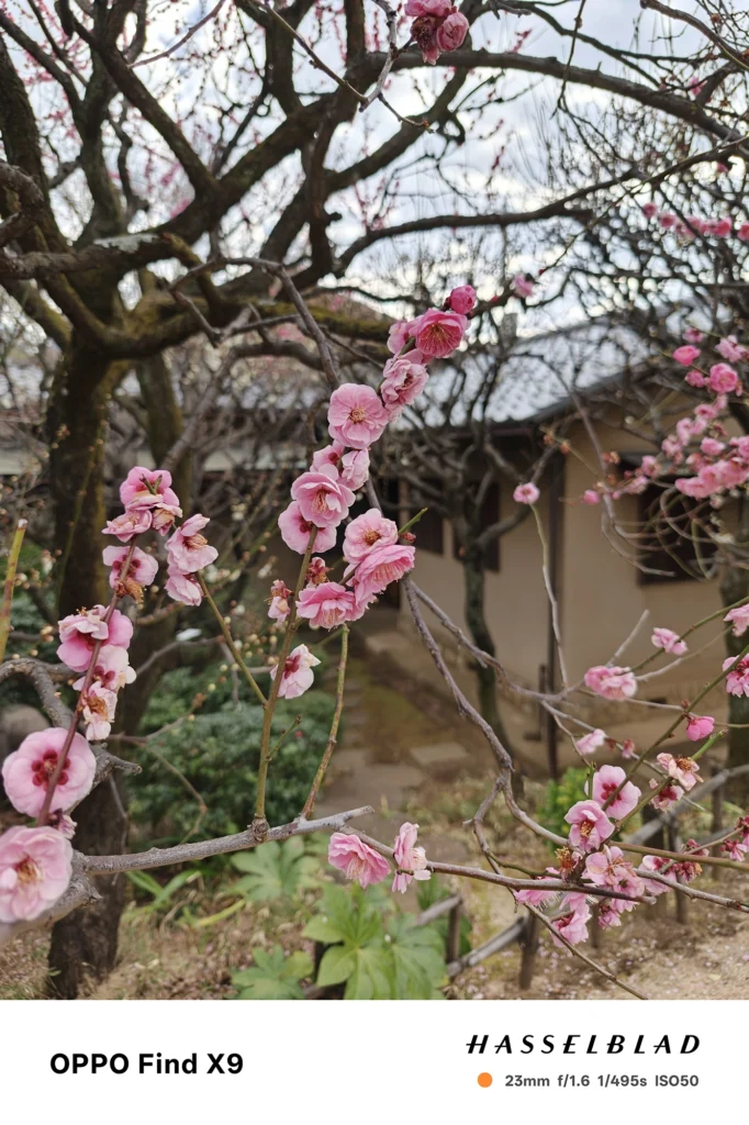 端末名：OPPO Find X9／カメラ：メイン（広角）／焦点距離：23mm相当／内容：庭の小道と建物を背景に、手前の枝に咲くピンクの花を縦構図で配置した昼間の庭園風景