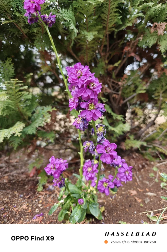 端末名：OPPO Find X9／カメラ：メイン（広角）／焦点距離：23mm相当／内容：紫の小花が連なる花茎を中央に置き、背後の針葉樹の葉が大きくボケる昼間の屋外近接カット