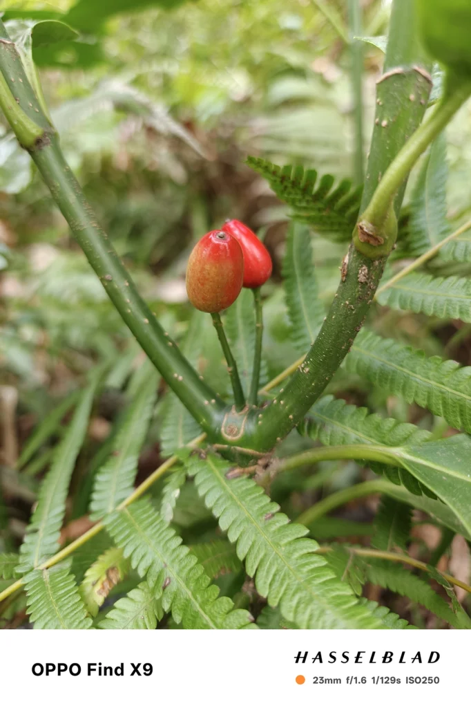 端末名：OPPO Find X9／カメラ：メイン（広角）／焦点距離：23mm相当／内容：緑の茎の分岐に付いた赤い実を中心に、周囲のシダ葉が柔らかくボケる昼間の植物クローズアップ