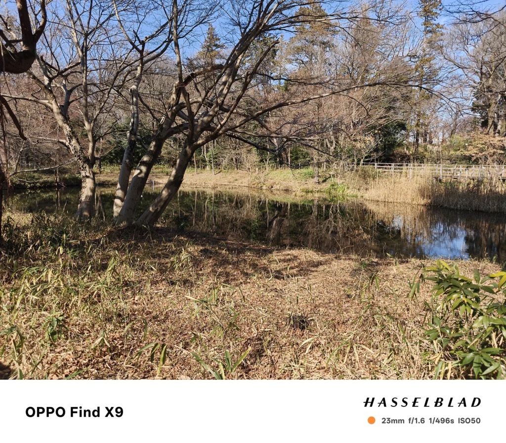 端末名：OPPO Find X9／カメラ：メイン（広角）／焦点距離：23mm相当／内容：池の手前に枯れ草と竹、傾いた樹木が水面に映り込む昼間の公園風景で奥に木柵が見える