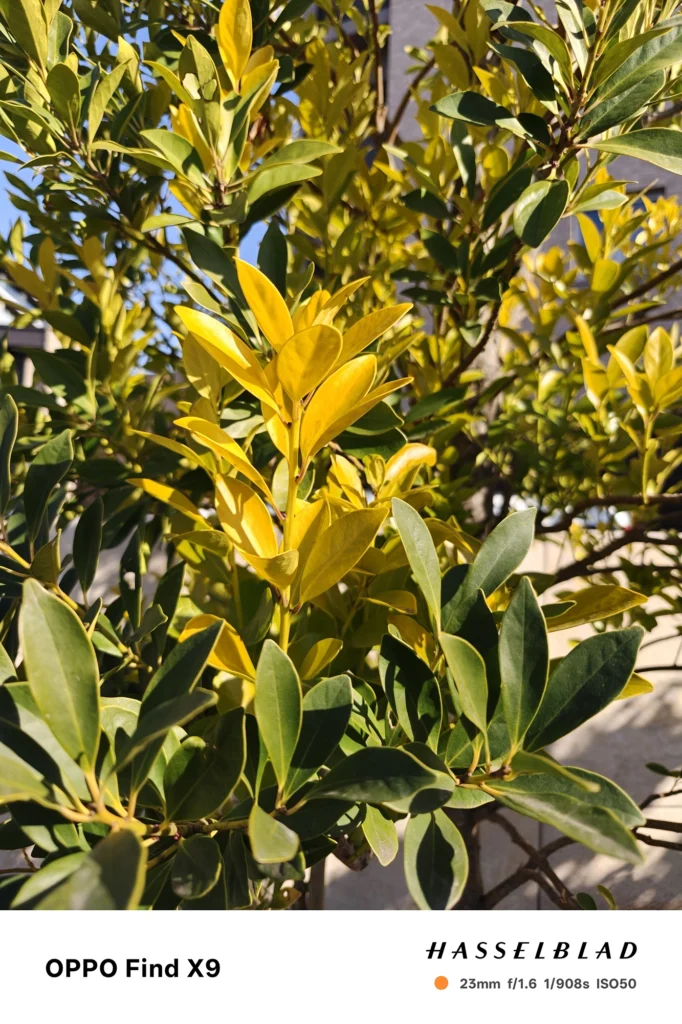 端末名：OPPO Find X9／カメラ：メイン（広角）／焦点距離：23mm相当／内容：日差しを受けて黄色く光る葉と濃い緑の葉が重なり、背景に建物の影が落ちる昼間の強コントラストな植栽