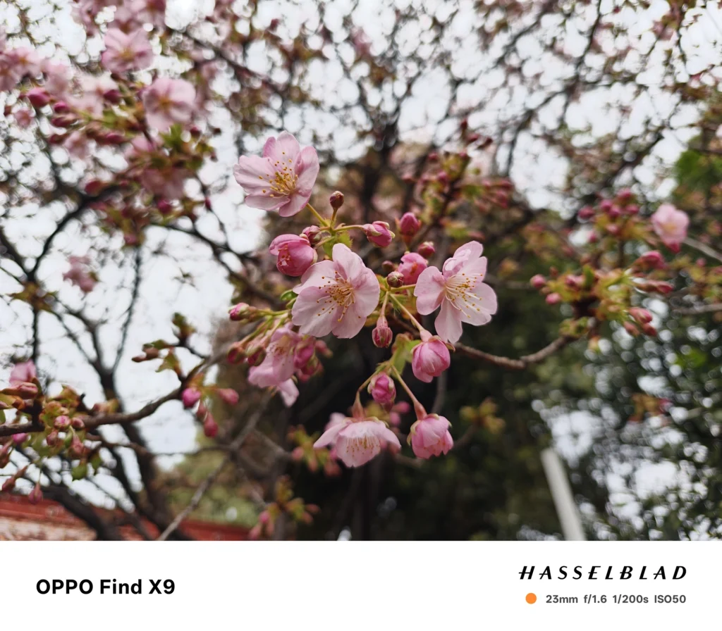 端末名：OPPO Find X9／カメラ：メイン（広角）／焦点距離：23mm相当／内容：枝先の薄桃色の桜とつぼみを大きく捉え、背景に樹木が大きくボケる昼間の屋外クローズアップ