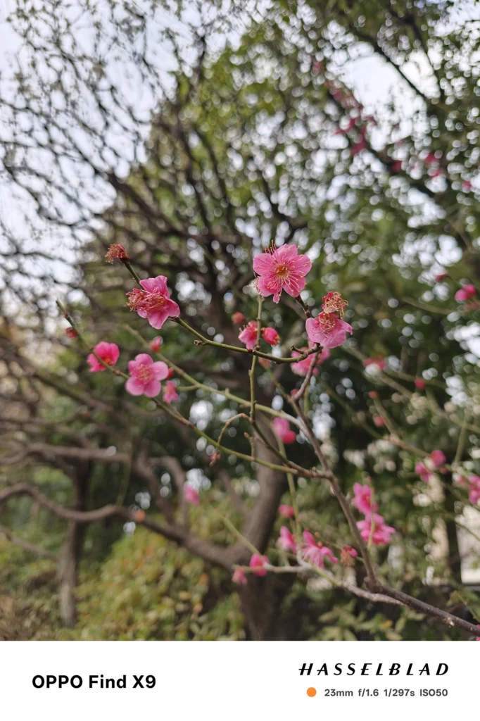端末名：OPPO Find X9／カメラ：メイン（広角）／焦点距離：23mm相当／内容：枝先の濃いピンクの花とつぼみを手前に置き、背景の樹木が柔らかくボケる昼間の屋外近接カット